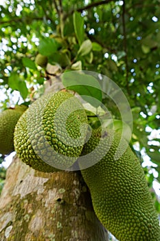 Jackfruits on tree shoot from low angle