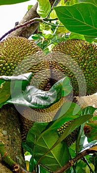 Jackfruits from tropical contry photo