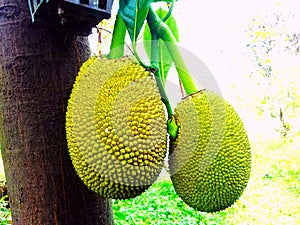 Jackfruits