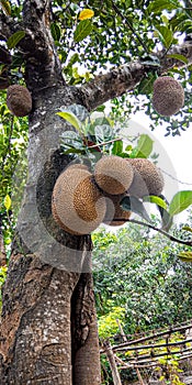 jackfrut indian frut