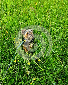 Jackie on the trip, my lovely puppy yorkie photo