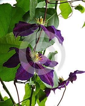 Jackmanii Clematis purple blooms add color to garden