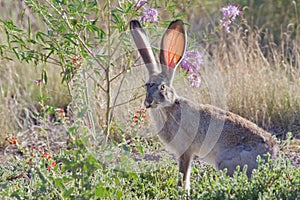 Jackrabbit