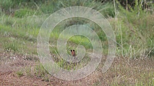 Jackrabbit in a grassy meadow
