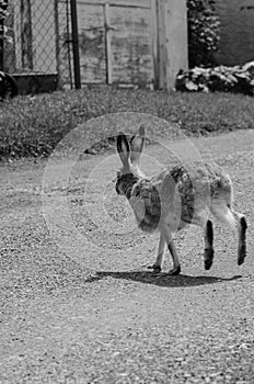 Jackrabbit hopping across the lane