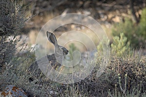 Jackrabbit with Long Ears Sits in Shade of a Sagebrush