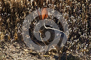 Jackrabbit in the Mojave desert