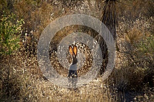 Jackrabbit in the Mojave desert