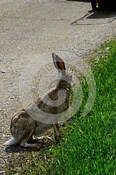 Jackrabbit paused on the side of a pathway