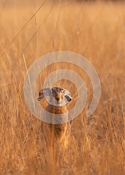 Jackrabbit sitting in the morning sun in a field of dry golden grass with it`s ears down in a relaxed posture