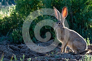 Jackrabbit with the sun at it`s back