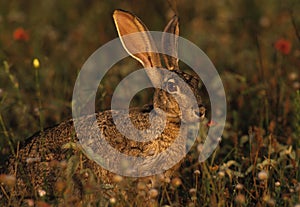 Jackrabbit in Wildflowers