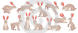 Jackrabbits. Wild hare fluffy brown rabbit with long ears, fast running jackrabbit forest mammal beast haring animals