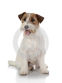 Jackrussel dog isolated on white