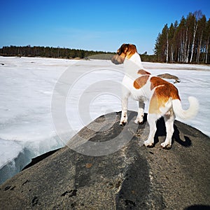 Jackrussel spring finnish ice sky