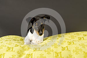 Jackrussel terrier