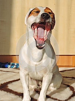 Jackrussel yawn