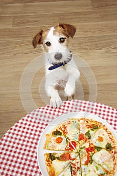 Jackrussell dog begging for human pizza food with paws over the table