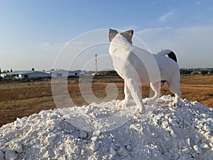 Jackrussell puppy on the top