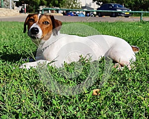 Jackrussell terrier moments