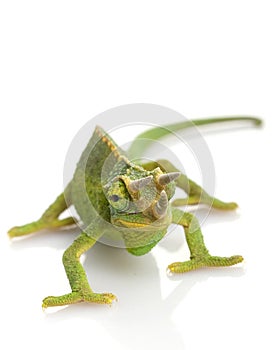 Jackson's Chameleon