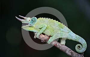 Jackson`s chameleon