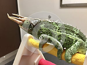 Jackson`s chameleon getting a check up