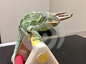 Jackson`s chameleon getting a check up