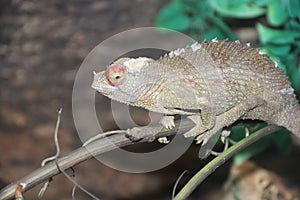 Jackson`s chameleon, Jackson`s horned chameleon, or Kikuyu three-horned chameleon Trioceros jacksonii  1