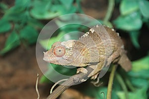 Jackson`s chameleon, Jackson`s horned chameleon, or Kikuyu three-horned chameleon Trioceros jacksonii 2