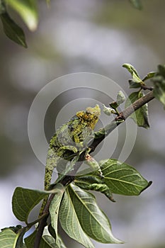 Jackson`s Chameleon or Three-horned Chameleon, chamaeleo jacksonii, Adult standing on Branch, Kenya