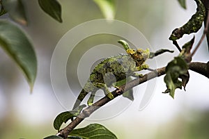 Jackson`s Chameleon or Three-horned Chameleon, chamaeleo jacksonii, Adult standing on Branch, Kenya