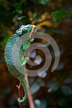 Jackson`s Chameleon or Three-horned Chameleon, Chamaeleo jacksonii, lizard in nature habitat. Chameleon in the Africa forest. Ani