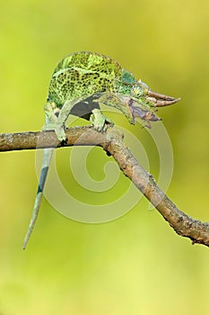 Jackson\'s Chameleon (Trioceros jacksonii)