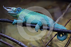 Jackson's chameleon (Trioceros jacksonii).