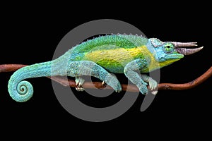 Jackson's chameleon (Trioceros jacksonii jacksonii)