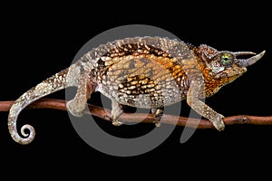 Jackson's chameleon (Trioceros jacksonii jacksonii) female