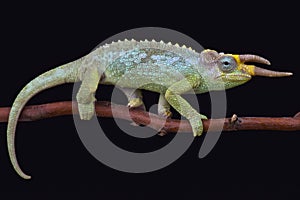 Jackson's chameleon (Trioceros jacksonii merumontanus)