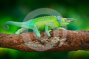 Jackson`s Chameleon, Trioceros jacksonii, sitting on the branch in forest habitat. Exotic beautiful endemic green reptile with lo