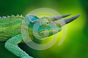 Jackson\'s Chameleon, Trioceros jacksonii, sitting on the branch in forest habitat. Exotic endemic green reptile with long nose photo