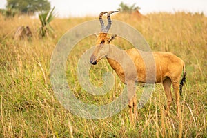 Jackson`s hartebeest at sunrise, Murchison Falls National Park, Uganda.