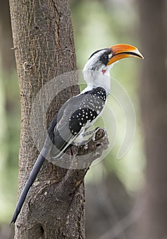 Jackson`s Hornbill seen sitting on a tree branch at lake Bogoria, Kenya