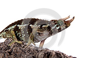 Jackson`s horned chameleon, Trioceros jacksonii jacksonii, on white