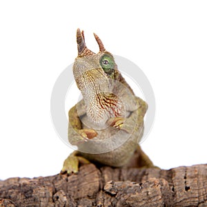 Jackson`s horned chameleon, Trioceros jacksonii jacksonii, on white