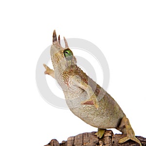 Jackson`s horned chameleon, Trioceros jacksonii jacksonii, on white