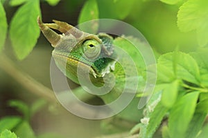 Jackson three-horned Chameleon
