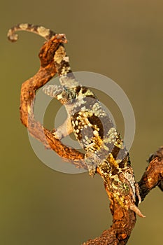 Jacksonii Trioceros or Jackson chameleon