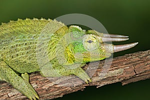 Jacksons Chameleon