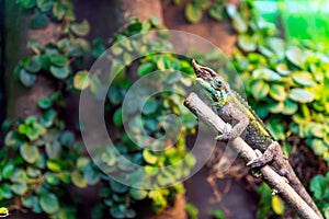 Jacksons chameleon, Trioceros jacksonii closeup reptile chameleon