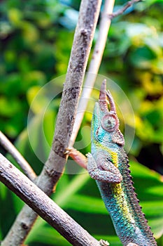 Jacksons chameleon, Trioceros jacksonii closeup reptile chameleon